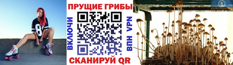 Псилоцибиновые грибы прущие грибы  Иланский 